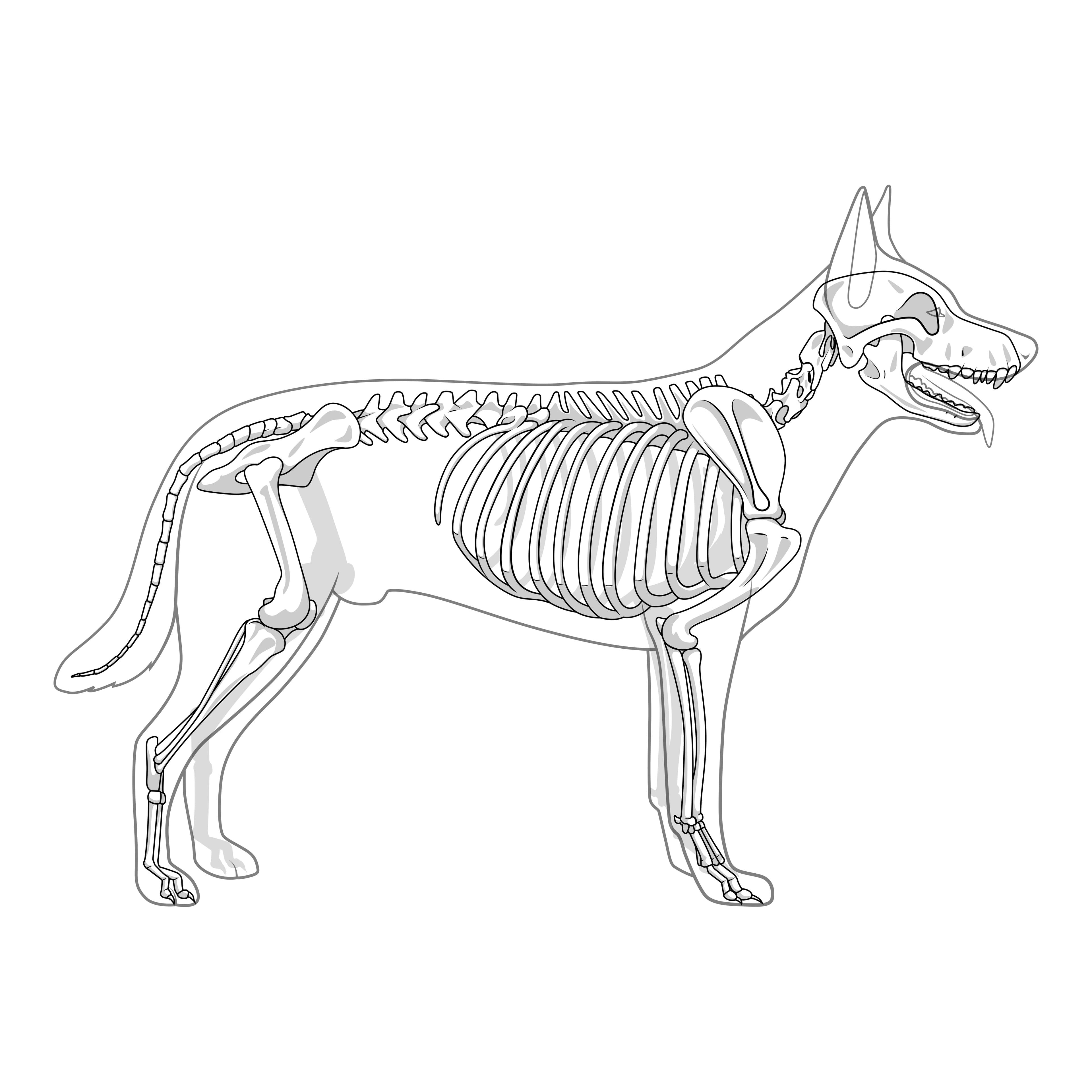 Schéma ostéologique latéral d'un chien